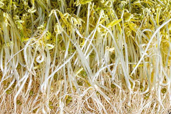 Product Germination 