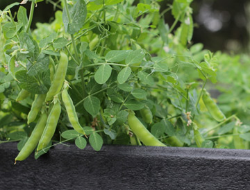 Green Mung Bean