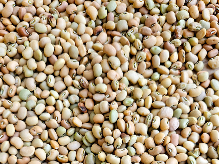 Brown Bean