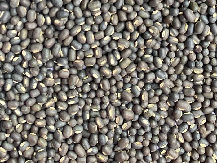 Black Matpe SQ / FAQ   Sprouting Grade